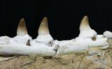 Beautifully Prepared Mosasaur Jaw Section #31589-6
